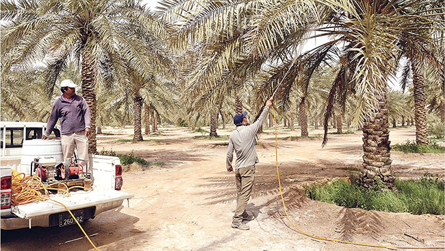 مطلوب زراعيين نخيل في أكبر المزارع في المملكة العربية السعودية  خبرة في الزراعة وألاعتناء في النخيل