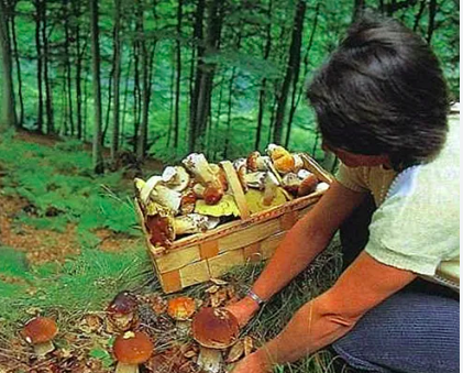 مطلوب شخص متخصص في ادارة زراعة وتربية الفطر  فى الكويت الكويت 