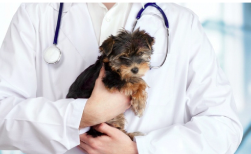 مطلوب طبيبة بيطرية خبرة في علاج القطط والكلاب
